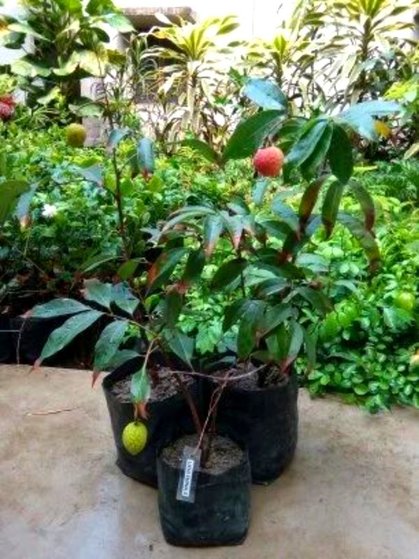 Lichu Tree_ Traditional Lichu of Dinajpur Shah Agro Farm Garden Plants - Image 2