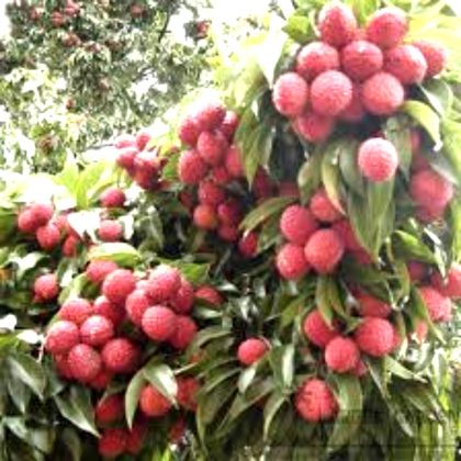 chaina 3 lichu tree 1 ps shah agro farm garden plants -1 ps