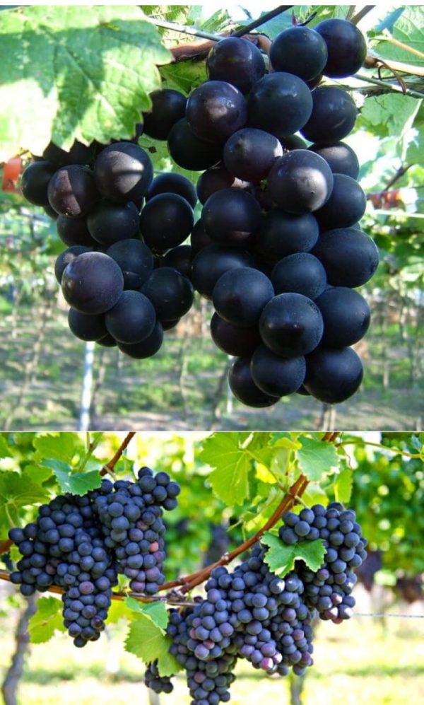 Sweet grape tree Black Ruby Shah Agro Farm Garden plants An improved variety of sweet grapes tree from bangladesh BADC - Image 5