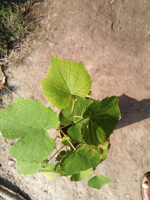 Sweet grape tree Black Ruby Shah Agro Farm Garden plants An improved variety of sweet grapes tree from bangladesh BADC - Image 4