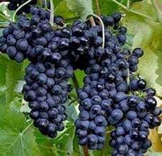 Sweet grape tree Black Ruby Shah Agro Farm Garden plants An improved variety of sweet grapes tree from bangladesh BADC