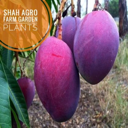 Japanese Miyazaki Shurjo Deem Mango Tree _ Shah Agro Farm Garden Plants