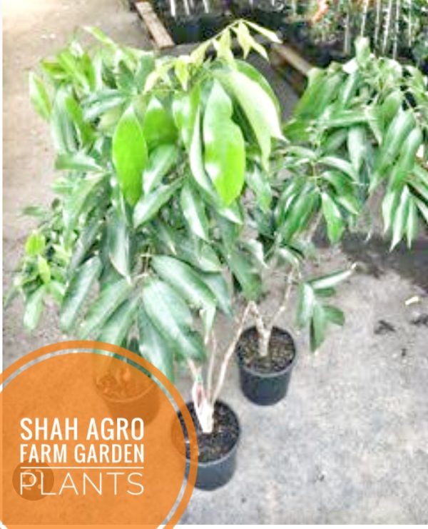 chaina 3 lichu tree 1 ps shah agro farm garden plants -1 ps - Image 2