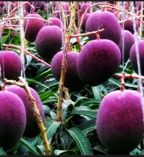 Japanese Miyazaki Shurjo Deem Mango Tree _ Shah Agro Farm Garden Plants - Image 4