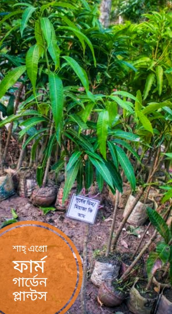 Japanese Miyazaki Shurjo Deem Mango Tree _ Shah Agro Farm Garden Plants - Image 3